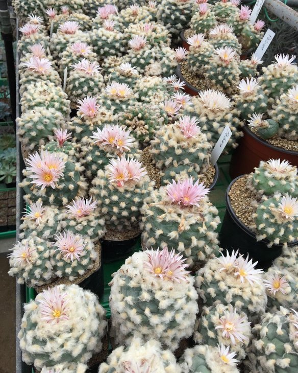 Lophophora koehresii