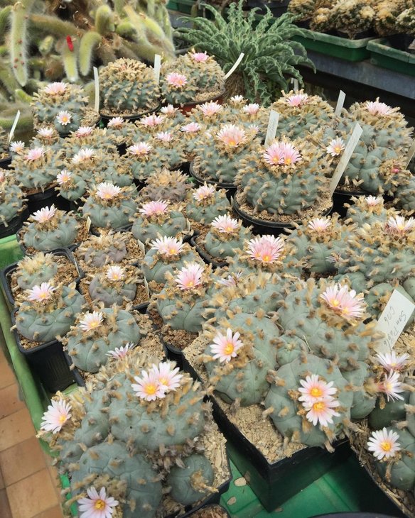 Lophophora williamsii San Pablo, Nuevo Leon