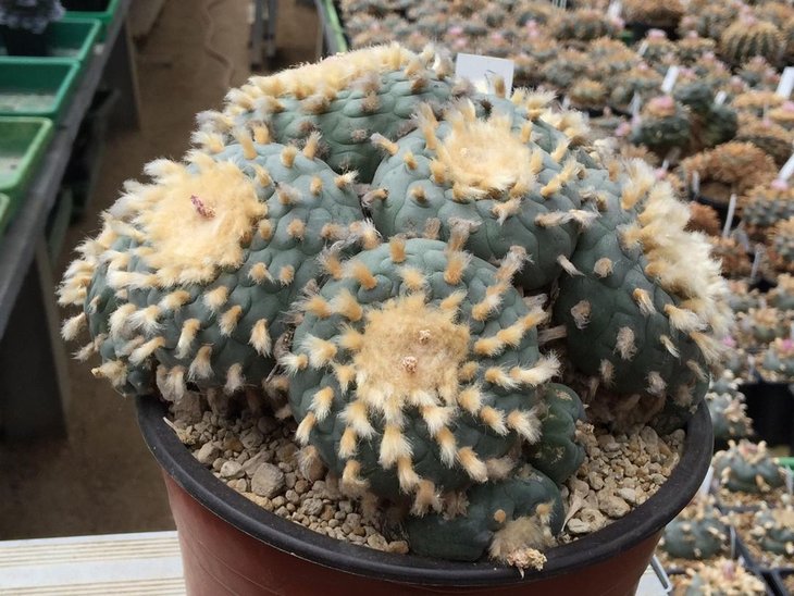 Lophophora williamsii San Roberto, Nuevo Leon
