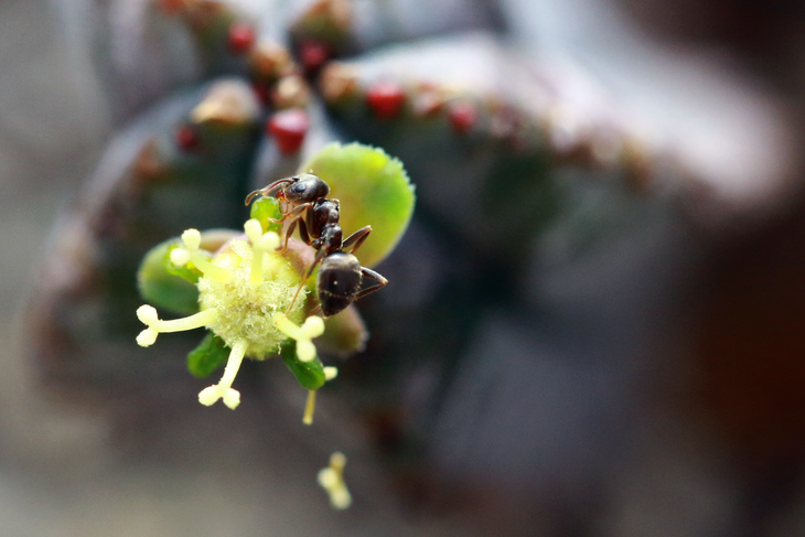 Муравей на циатии Euphorbia tubiglans