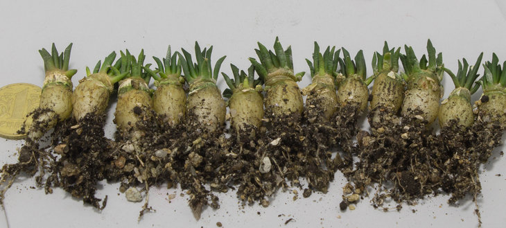 44.3_ ARIOCARPUS kotschoubeyanus ssp. Sladkovskyi, PP 423_семена от Pavlicek_посев 02.12.18