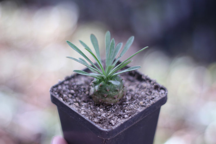 Euphorbia cv. Gabizan