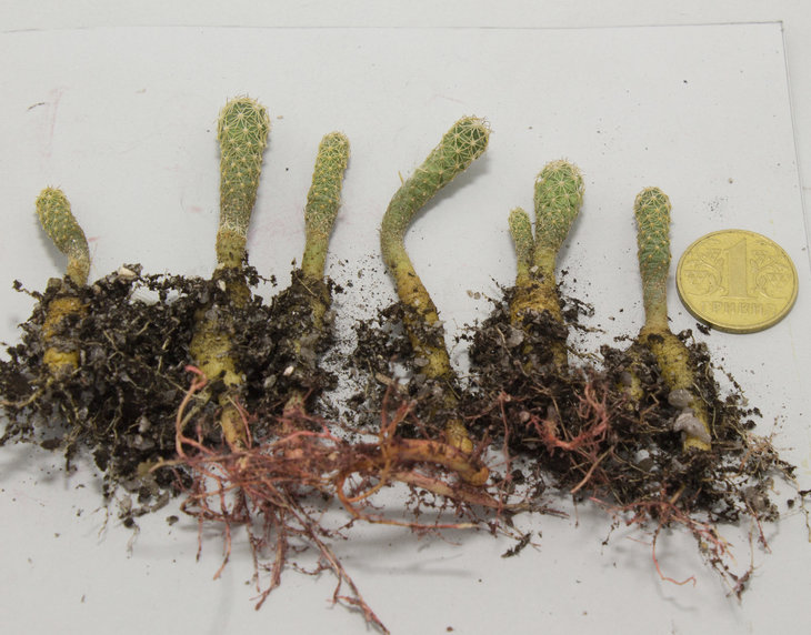 Coryphantha wohlschlangeri, KKR 288A Capulin hranice SLP – Tamaulipas