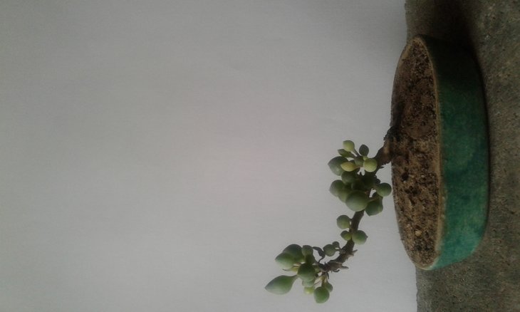Senecio citriformis, завдяки мініатюрним листкам, чи не найкращий з усіх сенеціо для міні бонсай