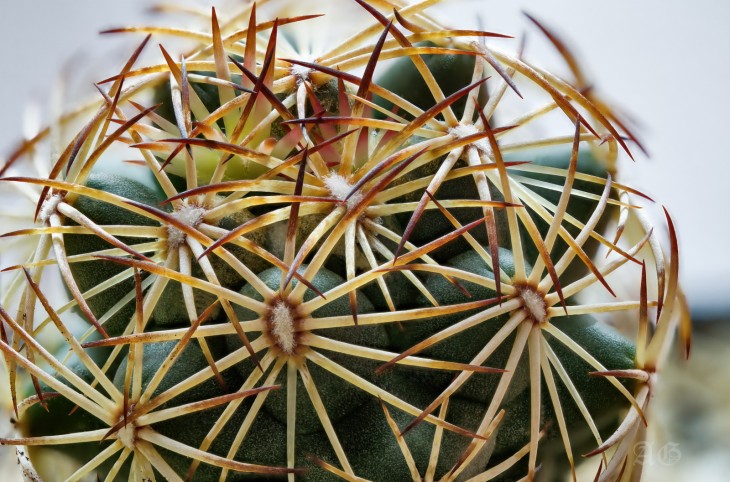 Coryphantha sp.jpg