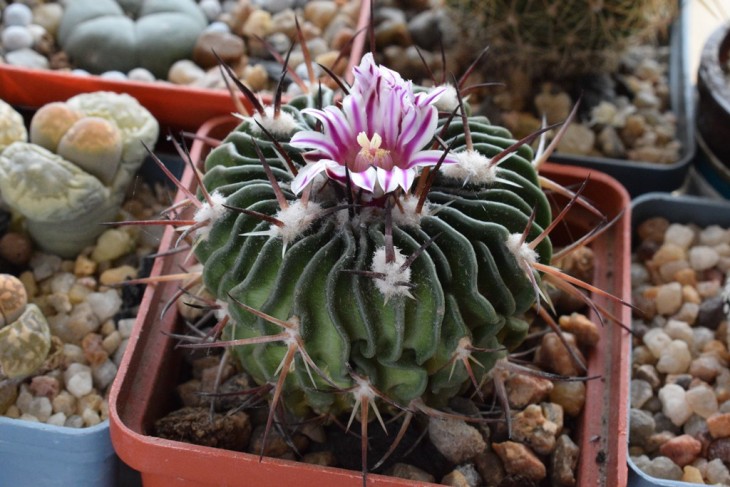 echinofossulocactus lamellosus FO - 205