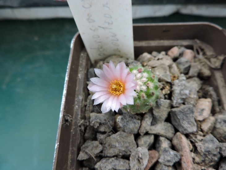 Pediocactus knowltonii