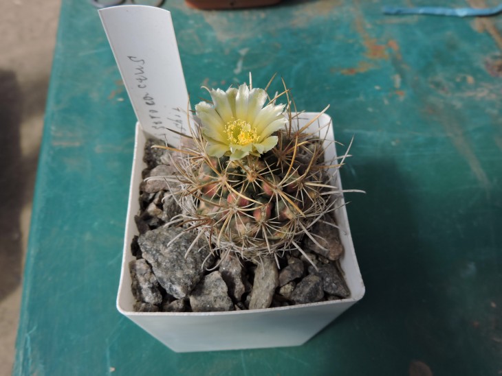 Ancistrocactus tobuschii