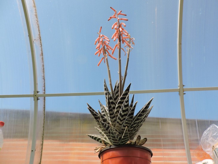 Aloe variegata