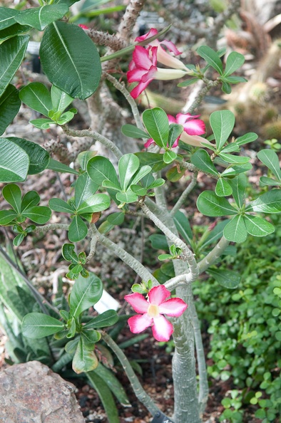 DSC_2387.jpg