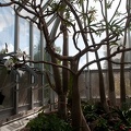 Кактусная оранжерея ботанического сада Чикаго (Иллинойс, США)
