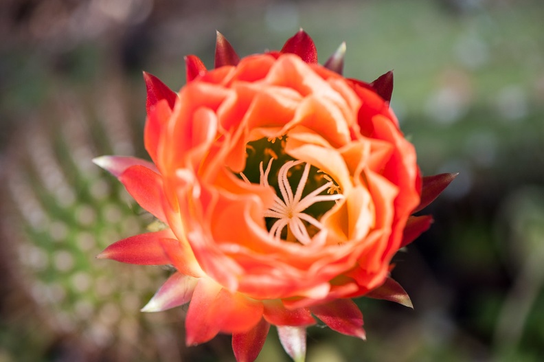 DSC_3675.jpg