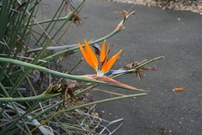 Ботанический сад Вуллонгонгского университета