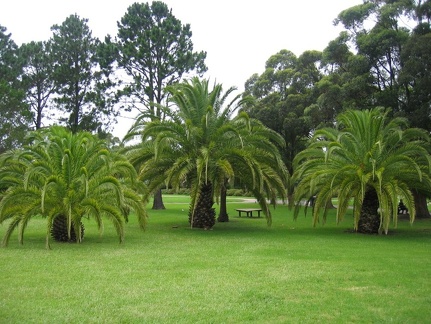 Ботанический сад Вуллонгонгского университета