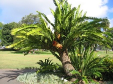 Ботанический сад Вуллонгонгского университета