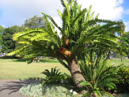 Ботанический сад Вуллонгонгского университета