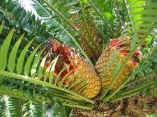 Ботанический сад Вуллонгонгского университета