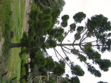 Ботанический сад Вуллонгонгского университета