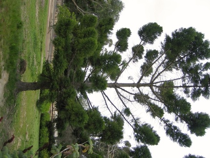 Ботанический сад Вуллонгонгского университета