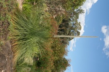 Ботанический сад Вуллонгонгского университета