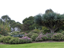 Ботанический сад Вуллонгонгского университета