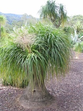 Ботанический сад Вуллонгонгского университета