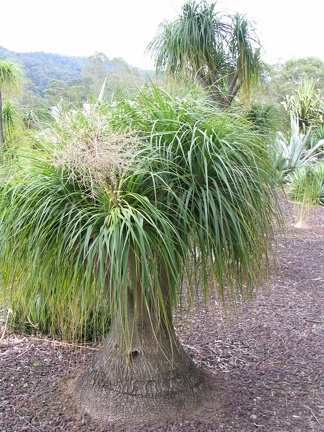 Ботанический сад Вуллонгонгского университета