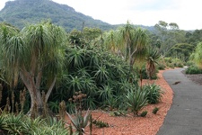 Ботанический сад Вуллонгонгского университета