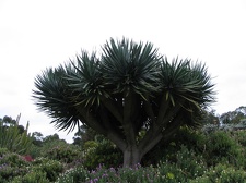 Ботанический сад Вуллонгонгского университета