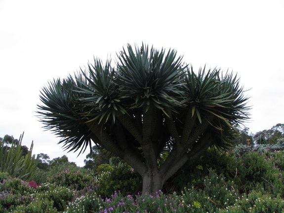 Ботанический сад Вуллонгонгского университета