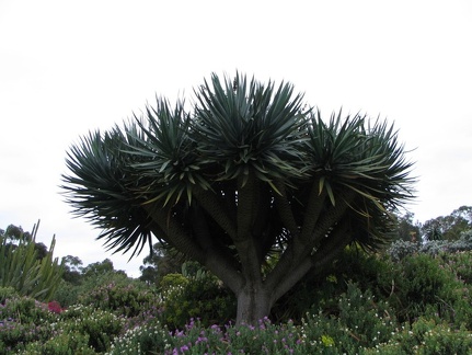 Ботанический сад Вуллонгонгского университета