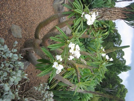 Ботанический сад Вуллонгонгского университета