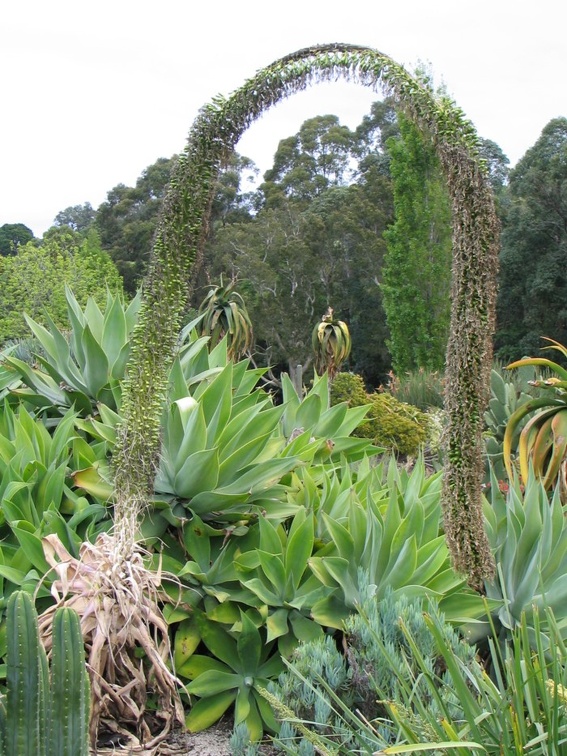 Ботанический сад Вуллонгонгского университета