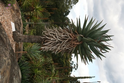 Ботанический сад Вуллонгонгского университета