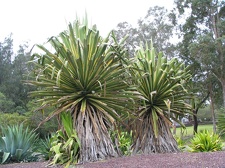 Ботанический сад Вуллонгонгского университета