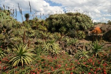 Ботанический сад Вуллонгонгского университета