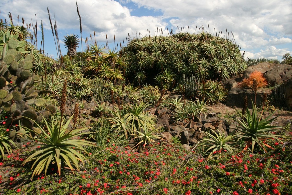 Ботанический сад Вуллонгонгского университета