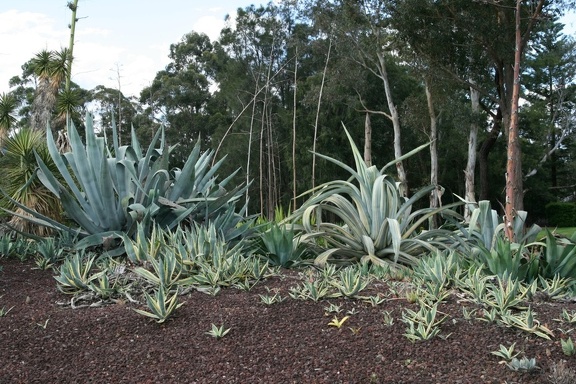 Ботанический сад Вуллонгонгского университета
