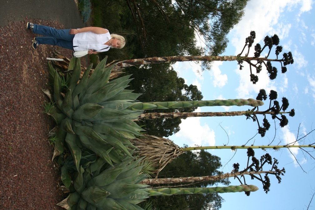 Ботанический сад Вуллонгонгского университета