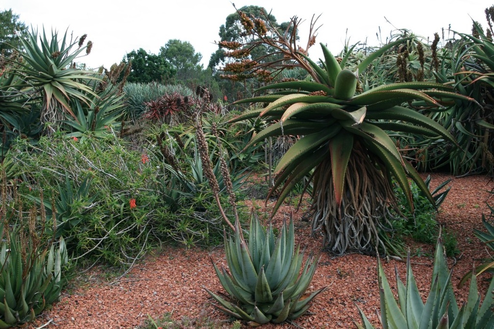 Ботанический сад Вуллонгонгского университета