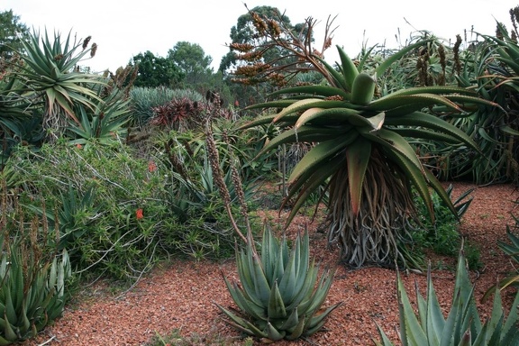 Ботанический сад Вуллонгонгского университета