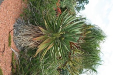 Ботанический сад Вуллонгонгского университета