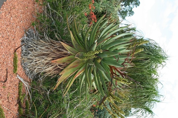 Ботанический сад Вуллонгонгского университета