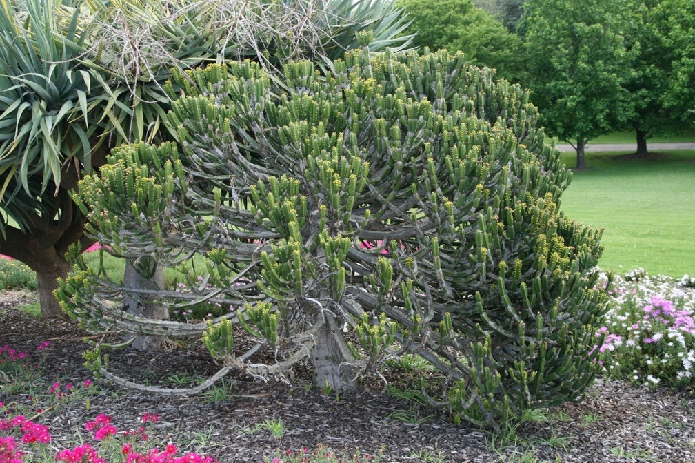 Ботанический сад Вуллонгонгского университета