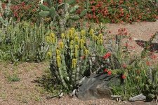 Ботанический сад Вуллонгонгского университета