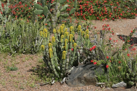 Ботанический сад Вуллонгонгского университета