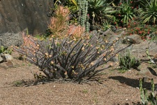 Ботанический сад Вуллонгонгского университета