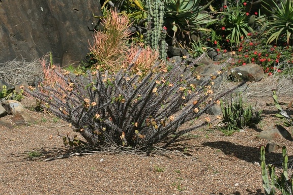 Ботанический сад Вуллонгонгского университета