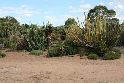 Ботанический сад Вуллонгонгского университета