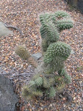 Ботанический сад Вуллонгонгского университета